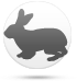 Кіт