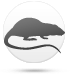 Щур